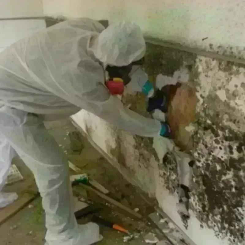 Mold Remediation and Removal in Windsor, CA